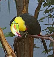 Picture/image of Keel-billed Toucan