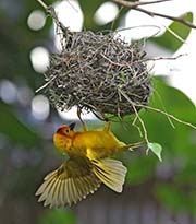 Picture/image of Taveta Golden Weaver