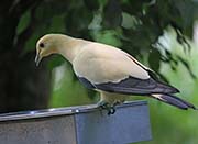 Picture/image of Pied Imperial Pigeon