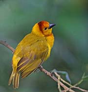 Picture/image of Taveta Golden Weaver
