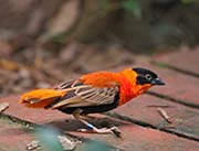 Picture/image of Orange Bishop