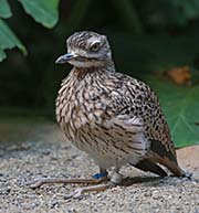 Picture/image of Spotted Thick-knee