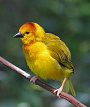 Picture/image of Taveta Golden Weaver