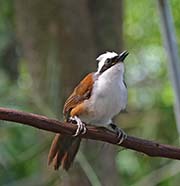 White-crested Laughingthrush