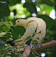 Picture/image of Pied Imperial Pigeon