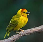 Picture/image of Taveta Golden Weaver