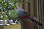 Picture/image of White-cheeked Turaco
