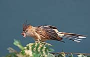 Picture/image of Guira Cuckoo