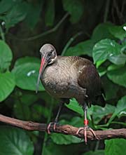 Picture/image of Hadada Ibis
