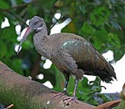 Picture/image of Hadada Ibis