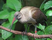 Picture/image of Hadada Ibis