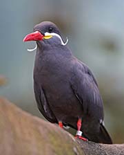 Picture/image of Inca Tern