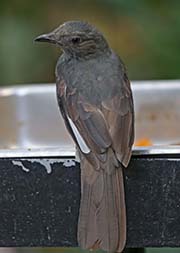 Picture/image of Screaming Piha