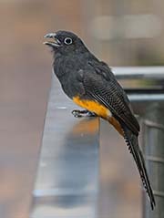 Picture/image of White-tailed Trogon