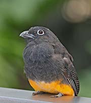 Picture/image of White-tailed Trogon