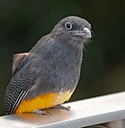 Picture/image of White-tailed Trogon