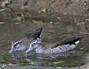 Picture/image of Ringed Teal