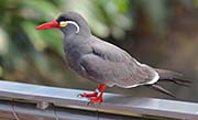 Picture/image of Inca Tern