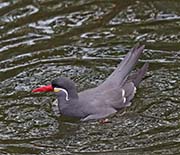 Picture/image of Inca Tern