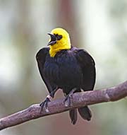Picture/image of Yellow-hooded Blackbird