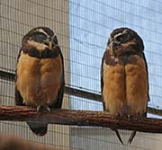 Picture/image of Spectacled Owl