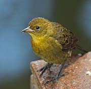 Picture/image of Yellow-hooded Blackbird