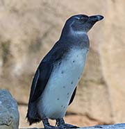 Picture/image of African Penguin