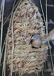 Picture/image of Cut-throat Finch