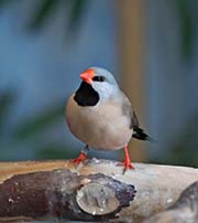 Picture/image of Long-tailed Finch
