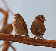 Picture/image of Cut-throat Finch
