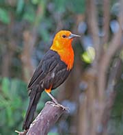 Picture/image of Scarlet-headed Blackbird
