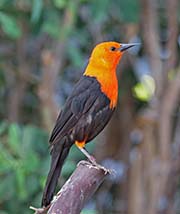 Picture/image of Scarlet-headed Blackbird