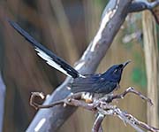 Picture/image of White-rumped Shama