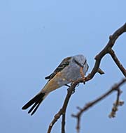Picture/image of Scissor-tailed Flycatcher