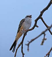 Picture/image of Scissor-tailed Flycatcher