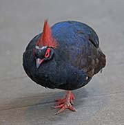 Picture/image of Crested Partridge