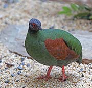 Picture/image of Crested Partridge