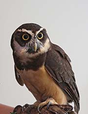 Picture/image of Spectacled Owl