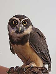 Picture/image of Spectacled Owl