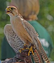 Picture/image of Lanner Falcon