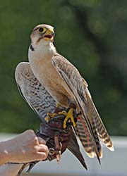 Picture/image of Lanner Falcon