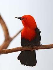 Picture/image of Scarlet-headed Blackbird