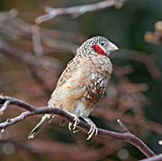Picture/image of Cut-throat Finch