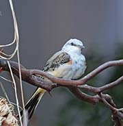 Picture/image of Scissor-tailed Flycatcher
