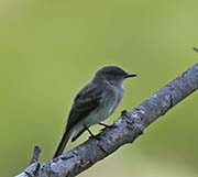 Picture/image of Eastern Phoebe