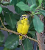 Picture/image of Yellow-fronted Canary