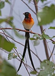 Picture/image of Long-tailed Paradise Whydah