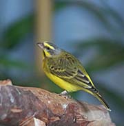 Picture/image of Yellow-fronted Canary
