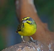 Picture/image of Yellow-fronted Canary