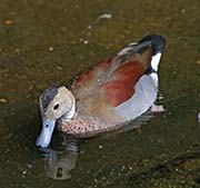 Picture/image of Ringed Teal
